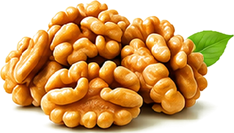 Óc chó